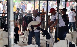 Kontes Kambing Etawa di Klaten, Diikuti Ratusan Peternak dari Wilayah Jawa