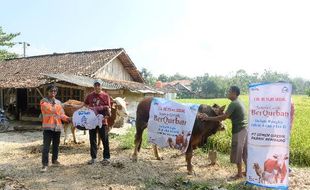 Semen Gresik Salurkan 11 Sapi dan 18 Kambing Kurban untuk warga Rembang & Blora