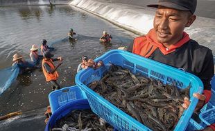 Wapres Ma’ruf Amin Hadiri Panen Udang Vaname di Tambak BUBK Kebumen