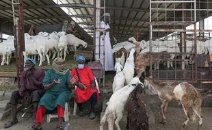 Potret Pasar Anam di Makkah, Tempat Jemaah Haji Membeli Kambing untuk Bayar Dam