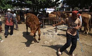 Aktivitas Jual Beli Sapi di Pasar Kliwonan Bekonang Sukoharjo Jelang Iduladha