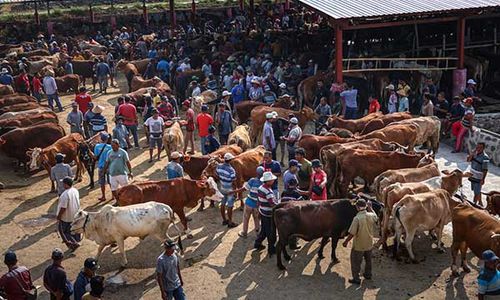 Potret Ramainya Pasar Sapi Kalioso Boyolali Jelang Iduladha