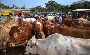 3 Kali Jokowi Beli Sapi Boyolali saat Iduladha, tapi Tahun Ini Belum Ada Kabar