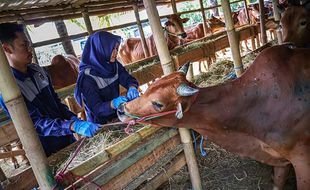 Jelang Iduladha, Harga Sapi di Solo Naik Rp1 Juta 