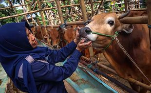 Jelang Iduladha 2023, Harga Kambing dan Sapi Kurban Kian Melambung