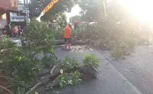 Pohon Tumbang Timpa Pengendara Sepeda Motor di Sragen, 2 Orang Terluka