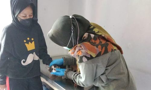 Waspadai Rabies, Kucing Piaraan Warga Semarang Disuntik Vaksin di Puskeswan