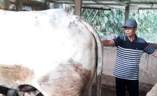 Sapi Milik Peternak Karanganyar Batal Dibeli Jokowi, Juliyatmono Bantu Promosi