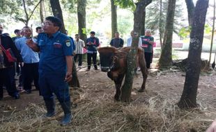 Penyakit Mulut dan Kuku Sudah Landai, Kebutuhan Hewan Kurban di Salatiga Tinggi