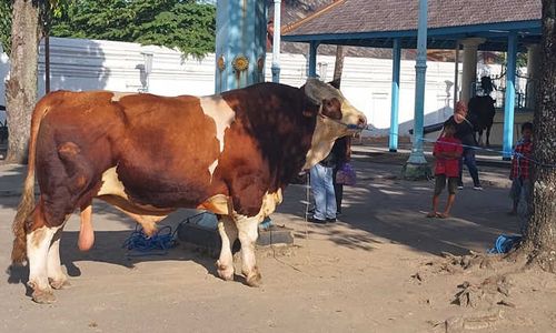 Masjid Agung Solo Terima Sapi dari Presiden Jokowi dan Keluarga Soeharto