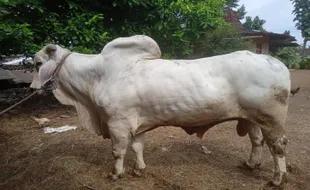 Sapi Bobot 8,1 Kuintal Batal Dibeli Jokowi, Peternak di Karanganyar Ini Kecewa