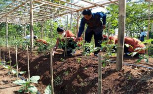 Siswa SMAN 1 Susukan Semarang Belajar Pertanian Organik