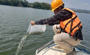 Jaga Ekosistem, Ribuan Bibit Ikan Nila dan Patin Ditebar di WGM Wonogiri