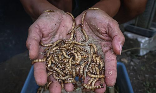 Intip Budi Daya Ulat Jerman di KRPL Pucangsawit Solo untuk Pakan Burung & Ikan