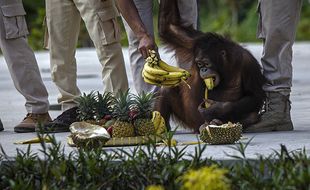 Ultah ke-6, Orang Utan Koleksi Solo Safari Dapat Kado Tumpeng Buah