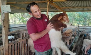 Wah! Pasutri Sukses Wonogiri Rambah Bisnis Domba Impor Berharga Rp60 Juta/Ekor