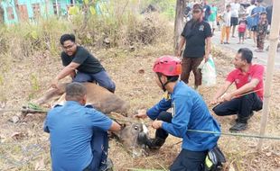 Banyak Sapi Kurban Lepas dan Kabur, Tim Damkar Klaten Ikut Sibuk Menangkap