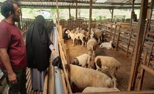 Pernah Ambruk, Begini Kisah Sukses Peternakan Domba Sekar Mendho Farm Wonogiri