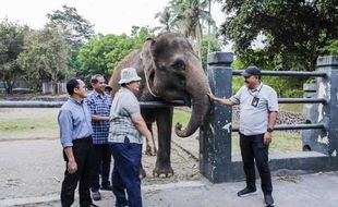 TWC Borobudur Hibahkan 2 Gajah Sumatra ke Semarang Zoo