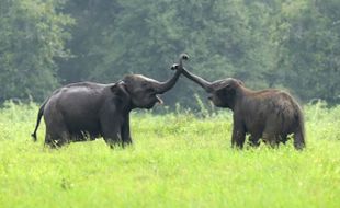 Gajah Takut Tikus : Mitos atau Fakta?