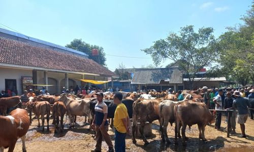 Iduladha Makin Dekat, Sapi Kurban Harga Rp20 Jutaan Jadi Buruan di Klaten