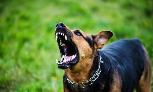 Kenali Gejala Penyakit Rabies pada Manusia dan Hewan Peliharaan