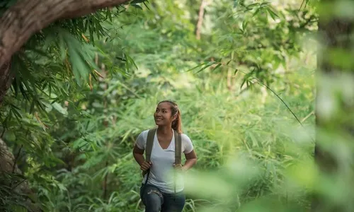 Arti Mimpi Berada di Hutan Menunjukkan Kehati-Hatian dan Ketenangan