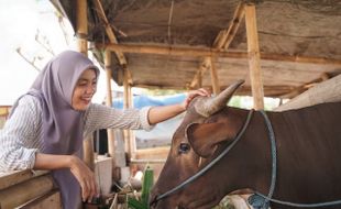 Mimpi Beli Hewan Kurban, Ternyata Ini Artinya