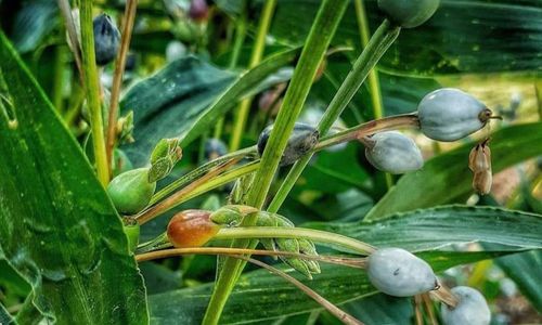 Jali, Bahan Pangan Masa Depan Kaya Manfaat