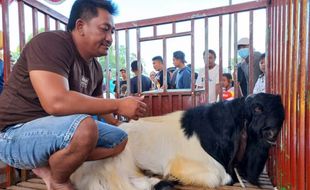 Fantastis! Harga Kambing Etawa yang Ikut Kontes di Klaten sampai Rp400 Juta lo