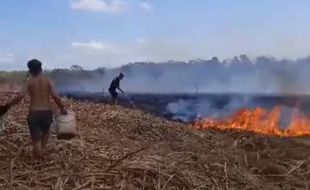 Apes! Kebun Tebu Siap Panen di Pondok Ngadirojo Wonogiri Terbakar saat Iduladha