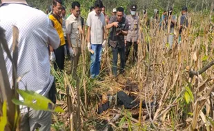 Mayat Perempuan Ditemukan di Kebun Jagung Ngawi, Diduga Korban Pembunuhan