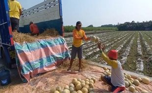 Petani Raup Untung, Luas Tanam Buah Melon di Madiun Meningkat