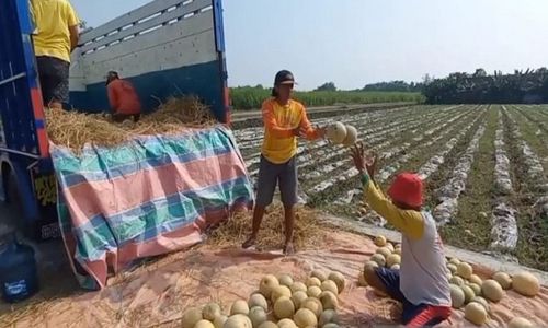 Petani Raup Untung, Luas Tanam Buah Melon di Madiun Meningkat