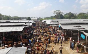 Ramainya Pasar Hewan Boyolali Jelang Iduladha, Ribuan Ekor Sapi Diperdagangkan