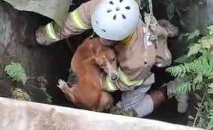 Dramatis! Tim BPBD Boyolali Turuni Sumur Sempit demi Selamatkan Anjing Tercebur