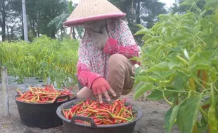 Harga Jual Hanya Rp11.000/Kg, Petani Cabai di Bantul Menjerit