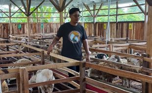 5 Tahun Kerja di BUMN, Pemuda Klaten Ini Pilih Keluar dan Jadi Peternak Kambing