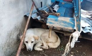 Rabies di Kabupaten TTS Renggut 3 Nyawa, Korban Digigit Anjing 307 Orang