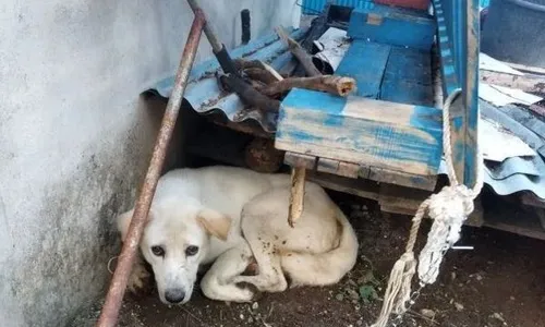 Rabies di Kabupaten TTS Renggut 3 Nyawa, Korban Digigit Anjing 307 Orang