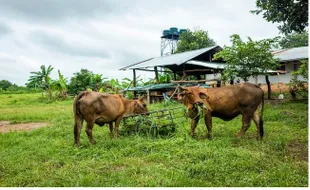 Joss! 3 Sapi Milik Peternak Kemalang Klaten Dibeli Artis Uya Kuya untuk Kurban