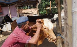 Iduladha, Omzet Salon Sapi di Pasar Hewan Jelok Boyolali Capai Rp1 Juta Sehari