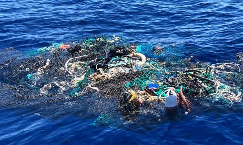 Dampak Mengerikan Sampah, Biota Laut di Ambang Kehancuran