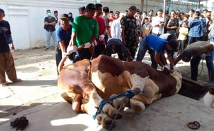 Butuh 10 Orang Robohkan Sapi Kurban Jokowi di Masjid Agung Solo