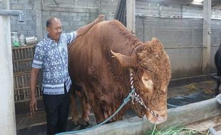 Punya Bobot 1,42 Ton, Sapi Peternak Ungaran Semarang Diminati Presiden Jokowi