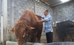 Inilah Bambo, Sapi Limosin dari Ungaran Semarang yang Diminati Jokowi