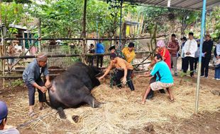 Saking Gedenya, Butuh 20 Orang untuk Sembelih Sapi Kurban Jokowi di Gunungkidul