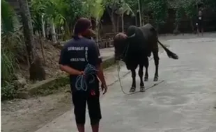 Bikin Heboh, Sapi Kurban di Karangdowo Klaten Lepas lalu Lari Keliling Kampung