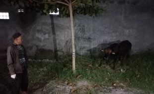 Ngamuk, Sapi Kurban Lepas dan Lari ke Jalan Sejauh 1 Km di Tengah Kota Klaten