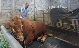 Sapi Peternak Ungaran akan Digunakan Jokowi Kurban di Solo